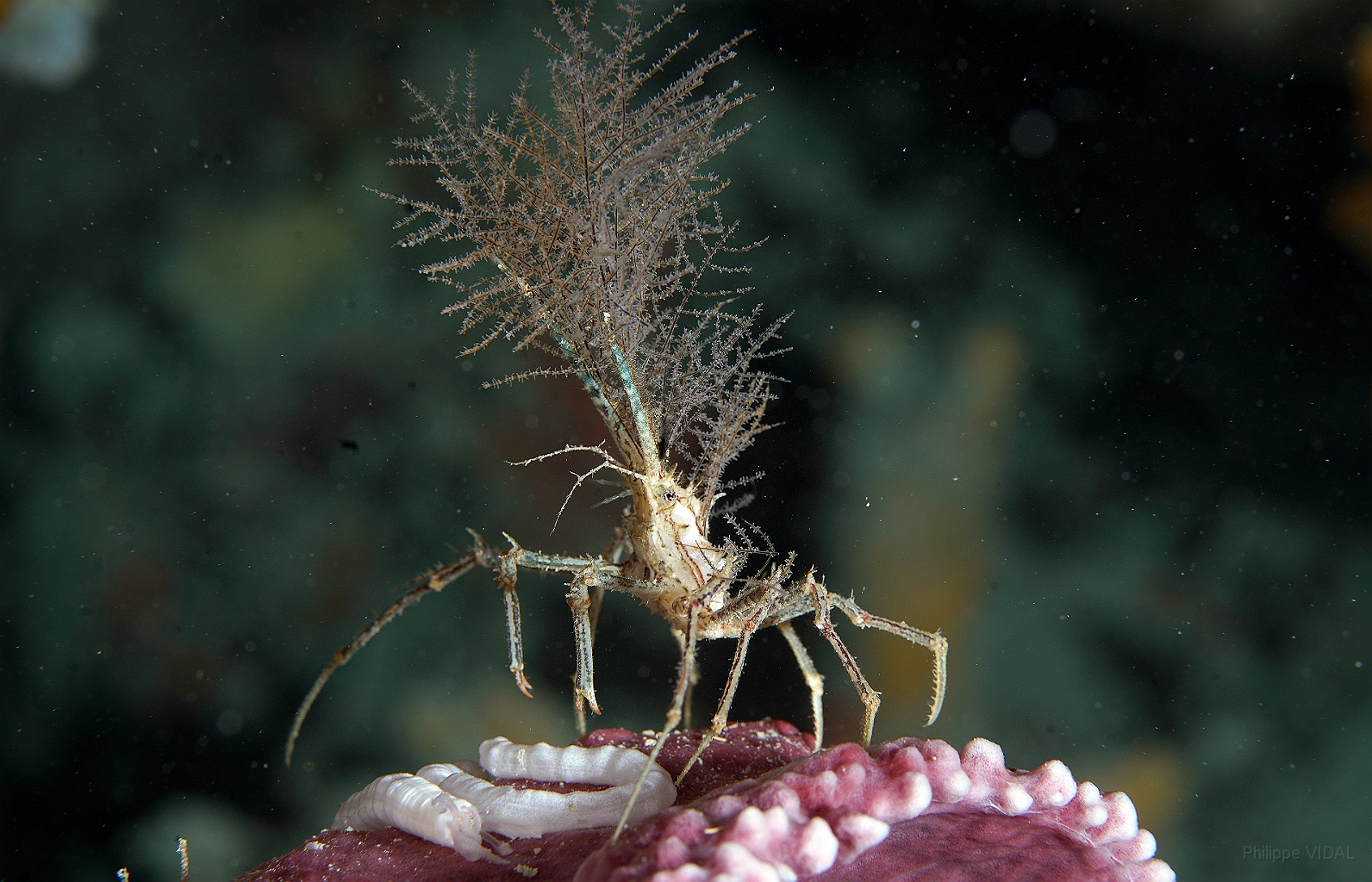 Banda Sea 2018 - DSC06289_rc - Hydroid decorator crab-Crabe decorateur hydroide- Hyastenus bispinosus.jpg